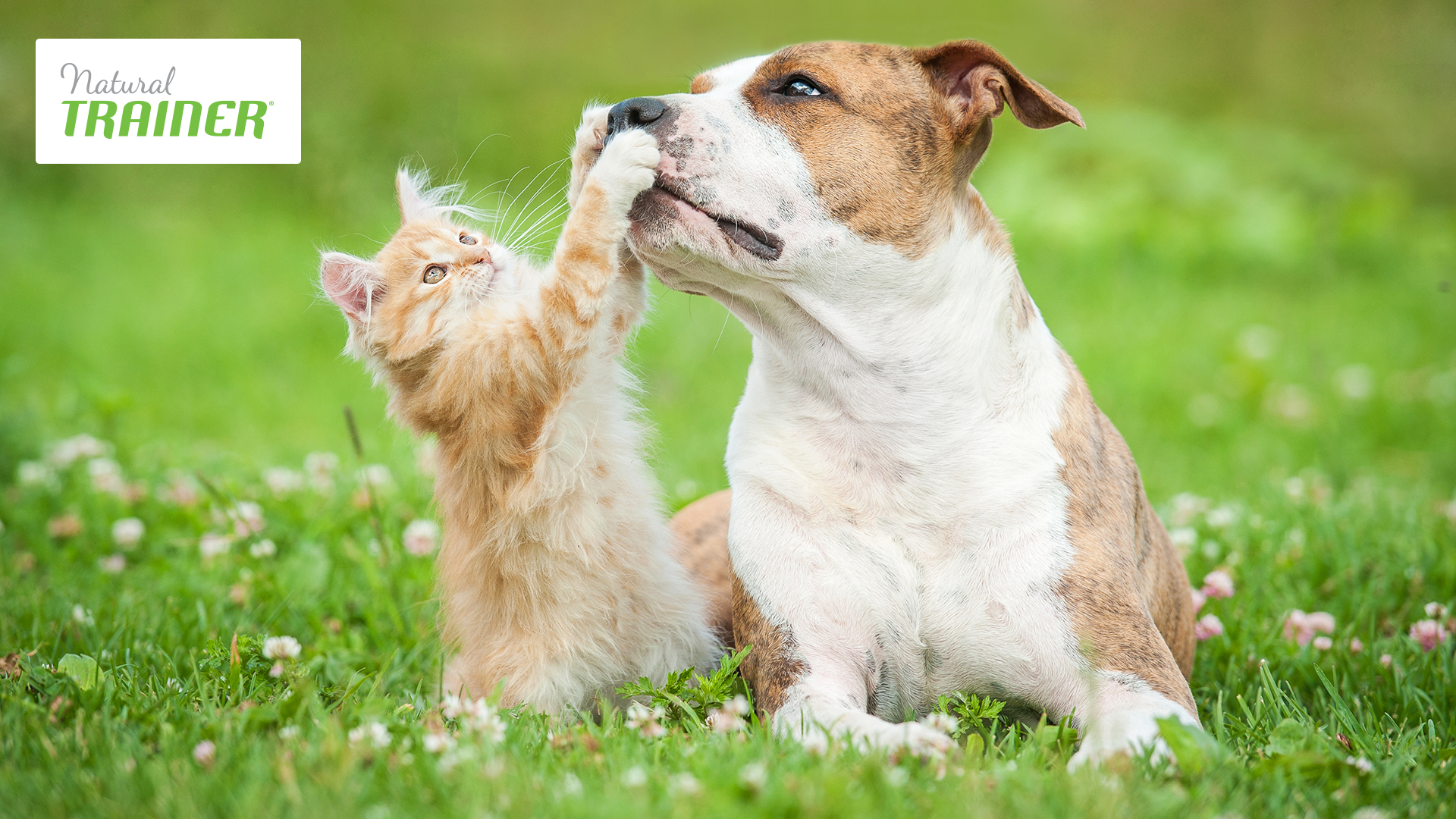 crocchette natural trainer per cani