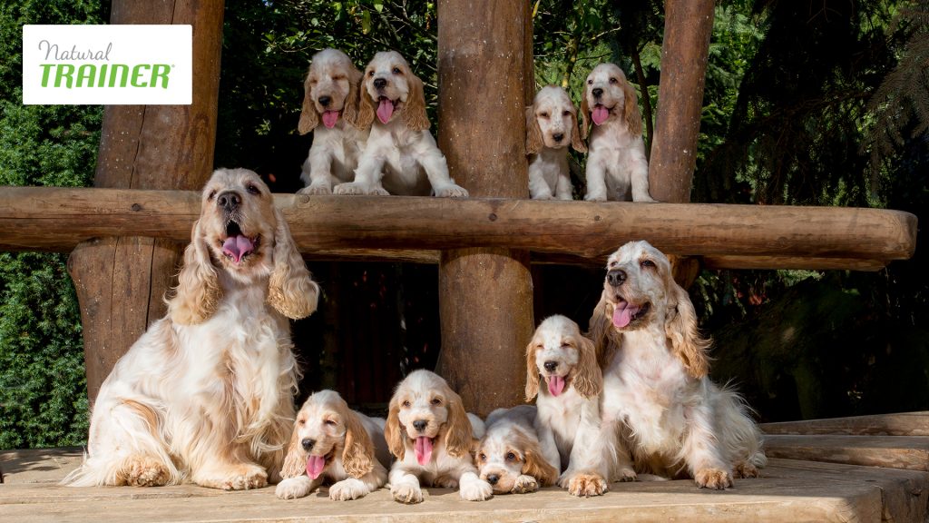 Crocchette per cani Trainer: sapore e bontà per ogni taglia ed età 1
