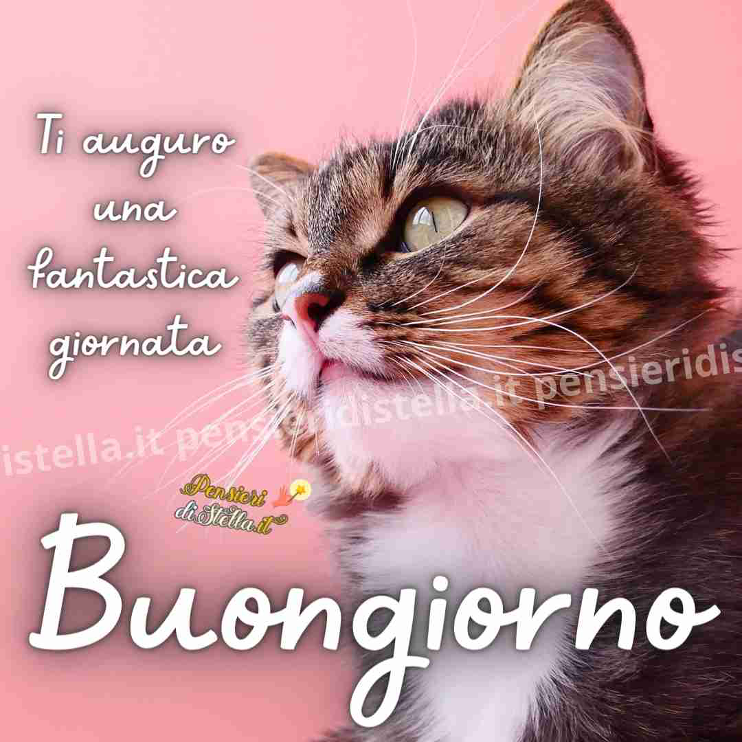 whatsapp buongiorno con gatti 1
